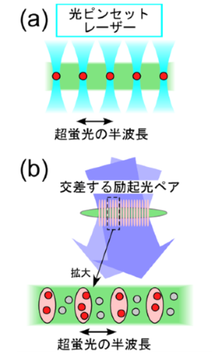 図1　(a)光ピンセットレーザーによって捕獲された原子の模式図、(b)本手法によって、周期的に励起された原子集団の模式図